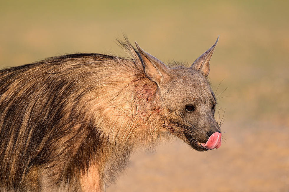 Michigan Woman Thinks She's Adopting A Dog, Ends Up With A Hyena 