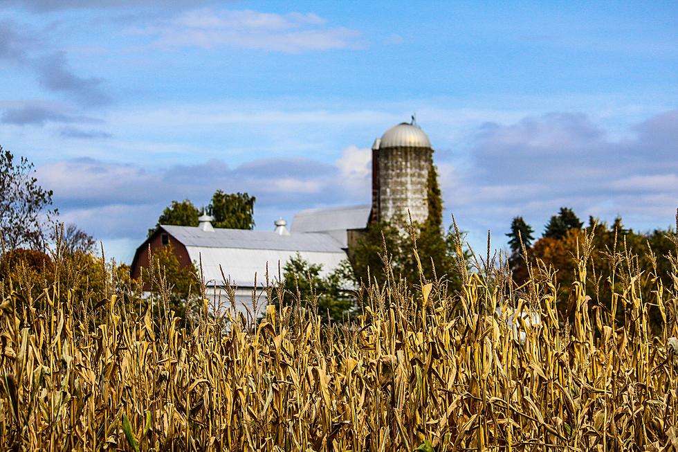 These Are The Top Rated Corn Mazes In Greater Lansing!