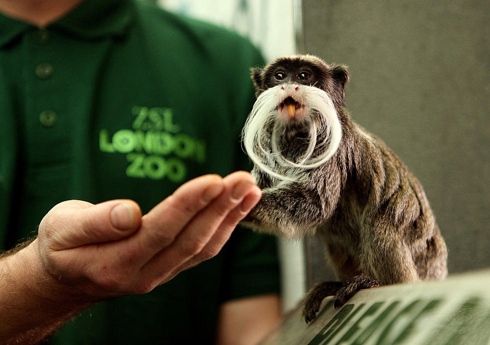 Potter Park Zoo Just Welcomed Some More, Yet Very Rare Monkeys