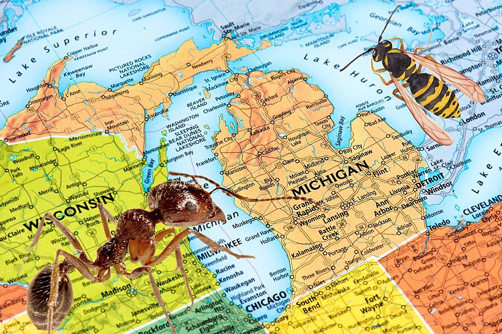 Check Out The Five Worst Home Pests In Michigan