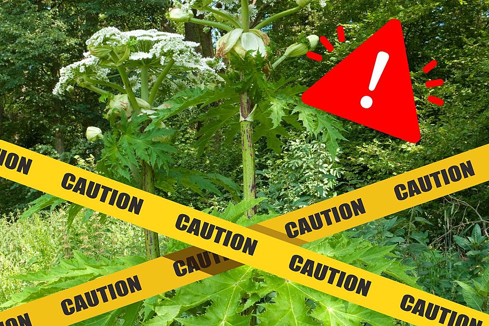 Warning: This Is Michigan&#8217;s Most Dangerous Plant In Michigan