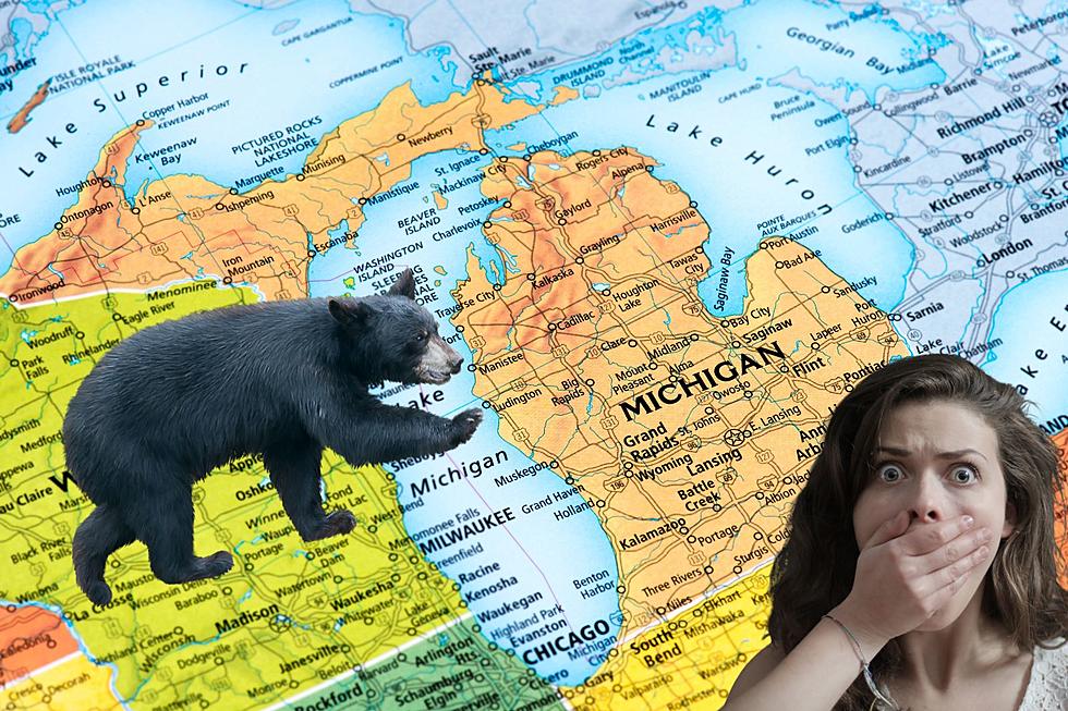 Hidden Dangers Unveiled: Here’s How Likely Bear Attacks Are In Michigan