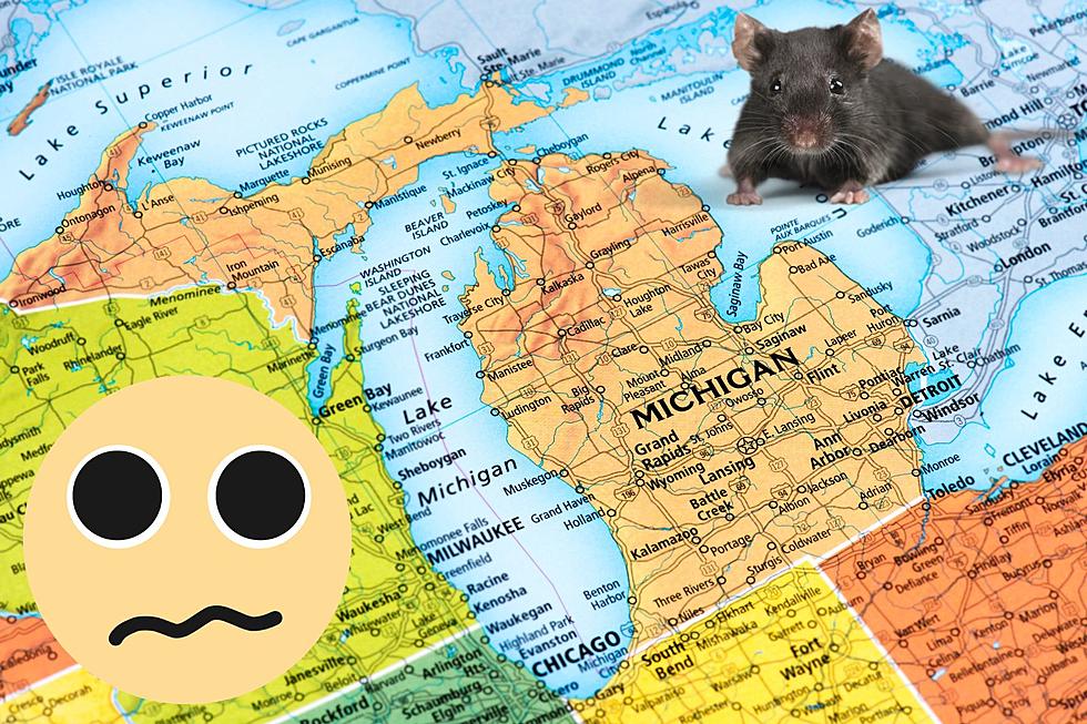 These Two Michigan Cities Were Just Named The Rattiest In The Country