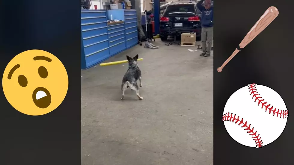 This Viral TikTok Dog Is Better At Baseball Than The Detroit Tigers