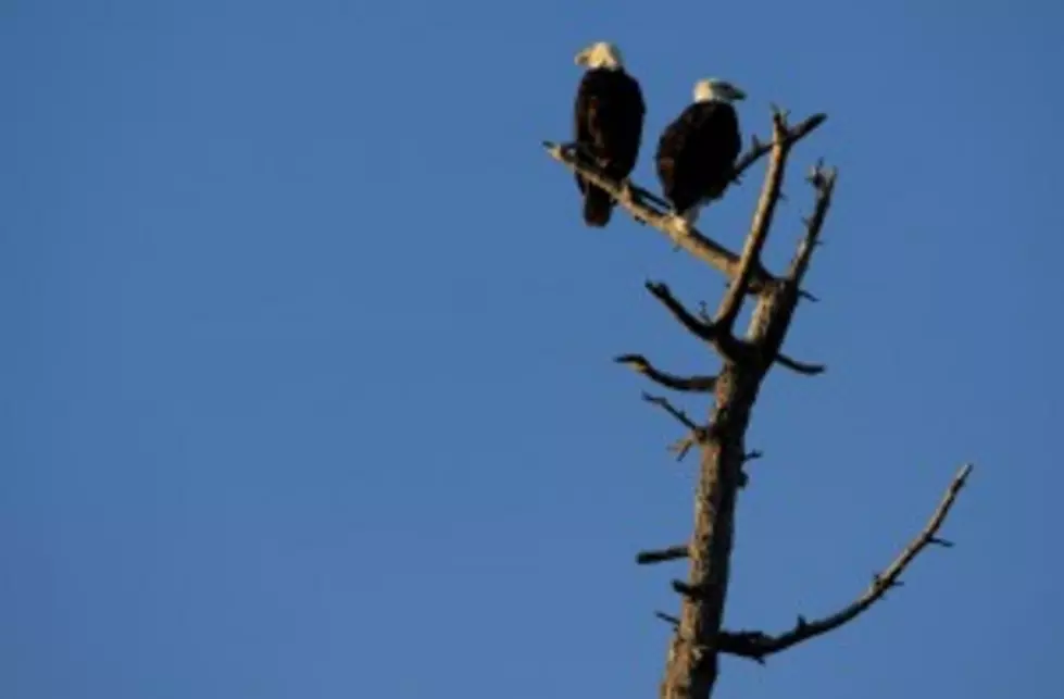 Wisconsin man, son admit poisoning bald eagles