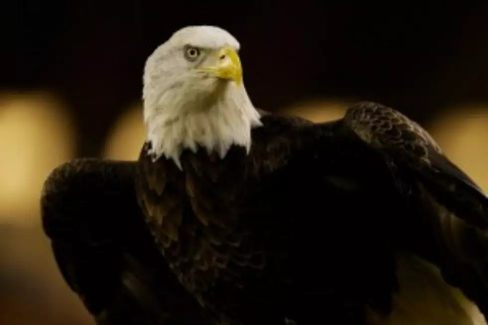 Bald Eagle Crashes Into Boat Trailer On Freeway
