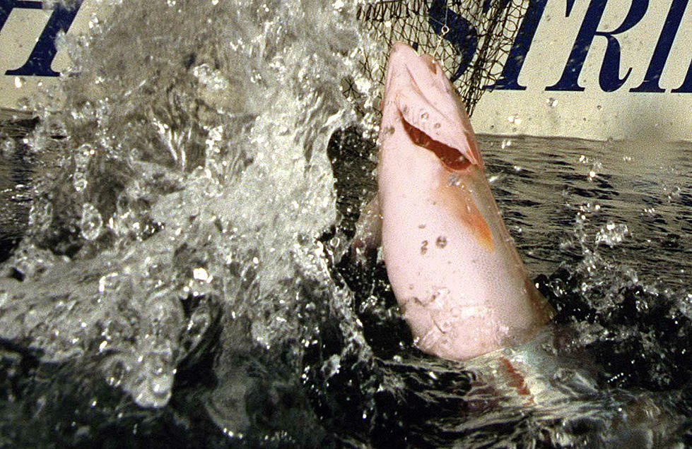 Catch of Possible World Record Trout Leads to Fine