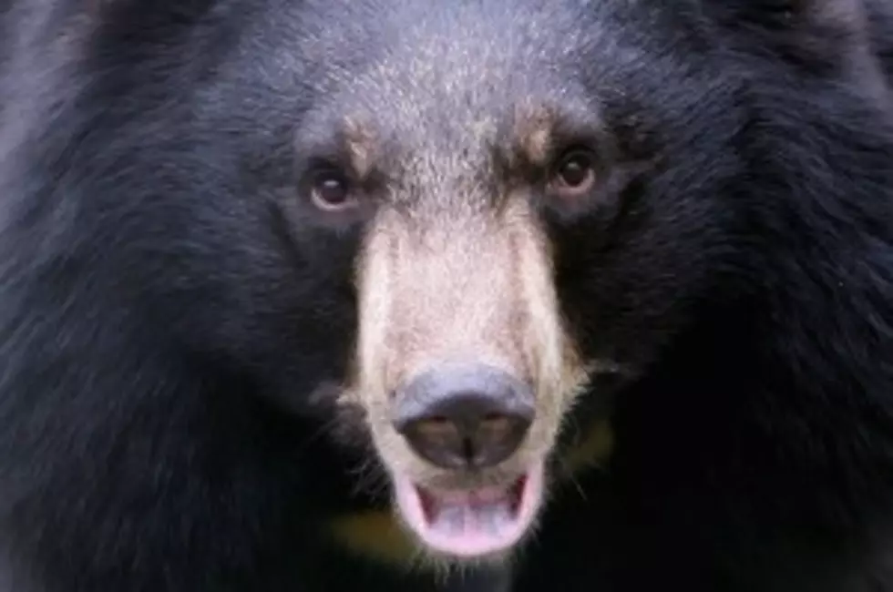 Minnesota Homeowner Shot Bear To Protect His Daughter