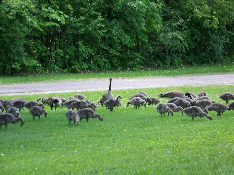 Rochester's 'Egg Addling' Brigade Will Be Mobilized Next Spring