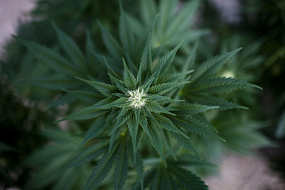 Charges: Marijuana Grow Found Near Hokah