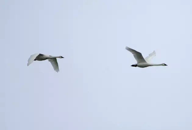 Minnesota Man Charged With Poaching Trumpeter Swans