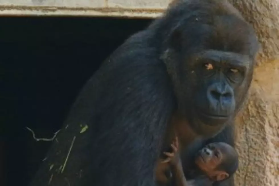 St. Paul Zoo Celebrates Birth of Gorilla
