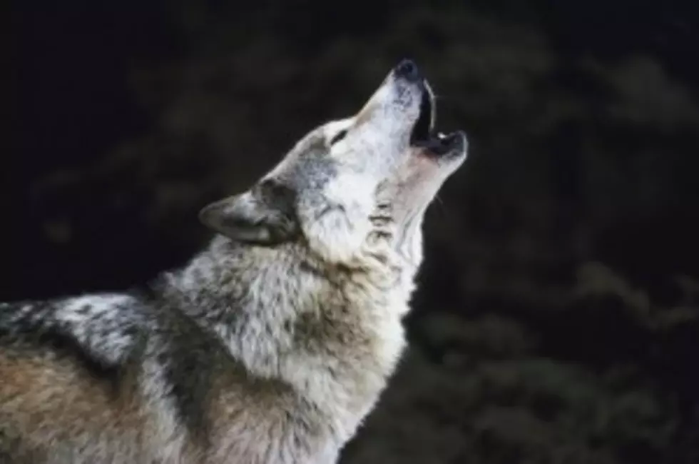 Gray Wolf Officially Back on Endangered and Threatened List