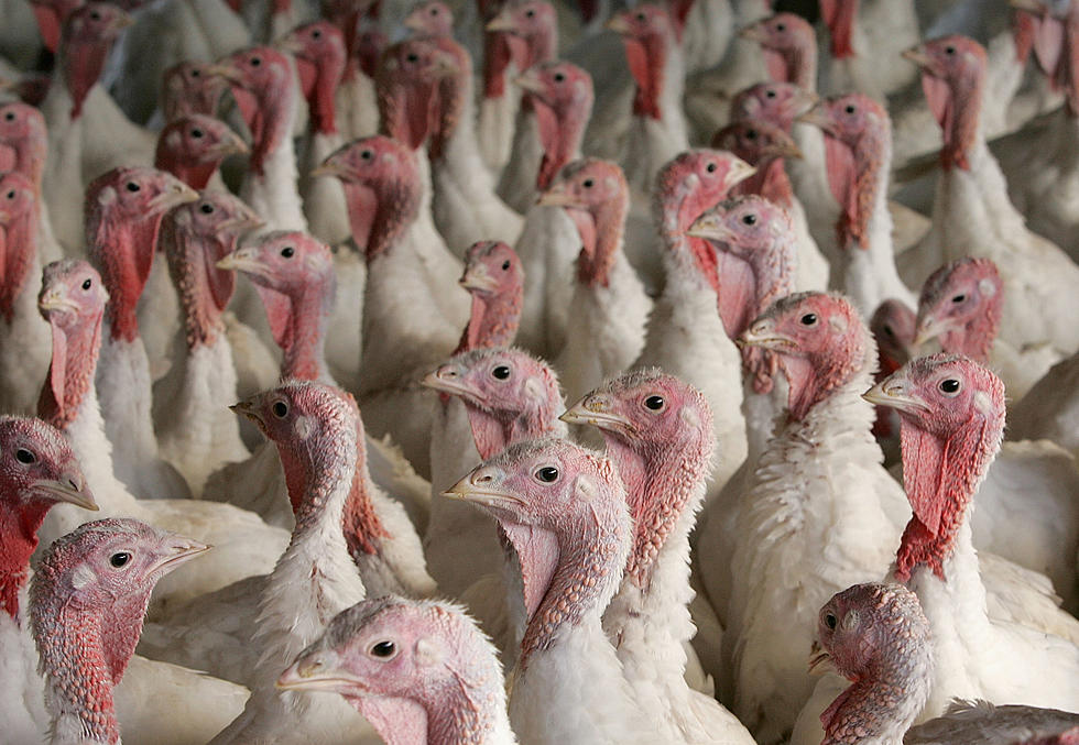 Turkeys Lost to Bird Flu in Minnesota Valued at $15.7 Million