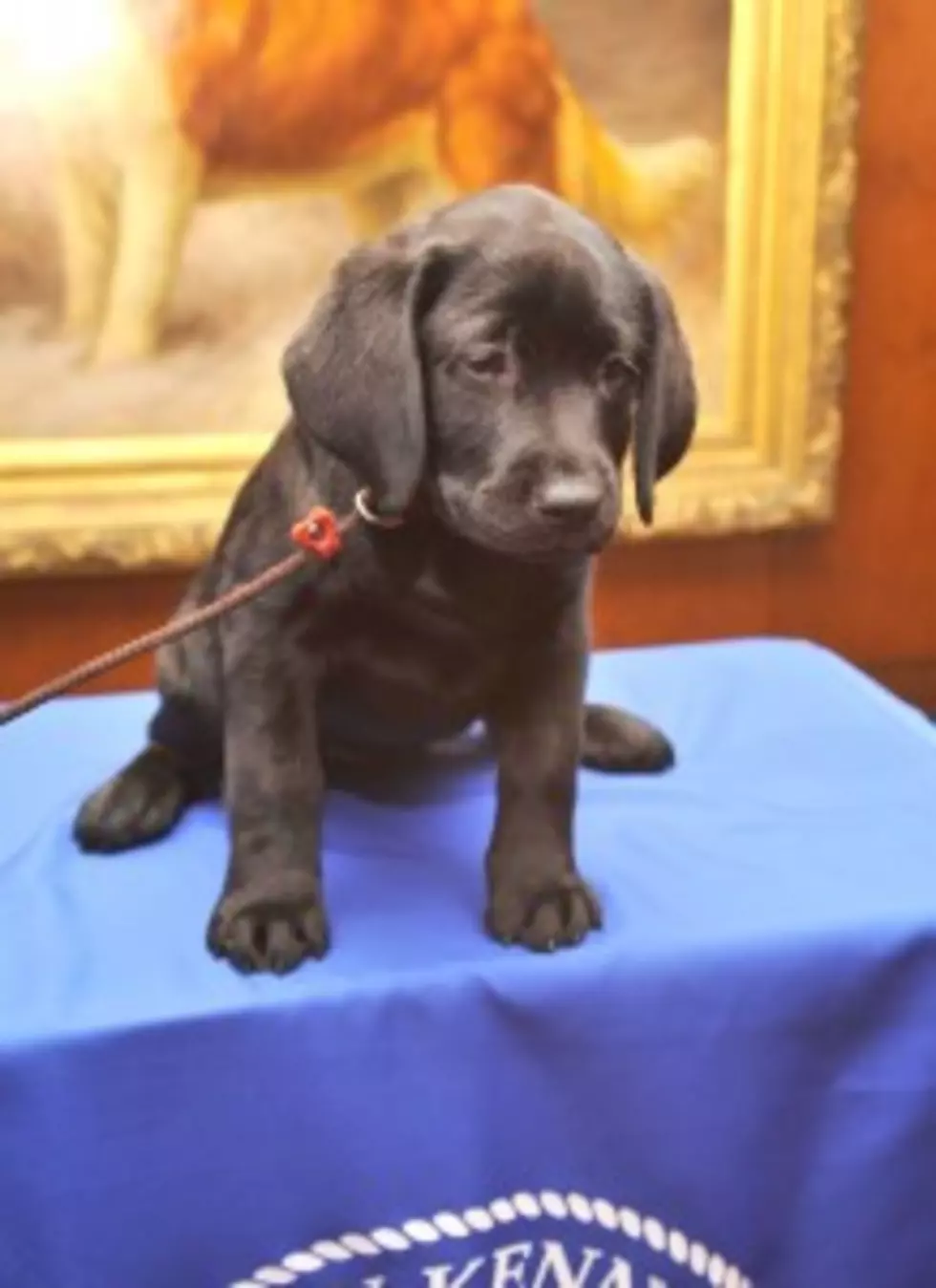 Labrador Retriever Still Top Dog in US