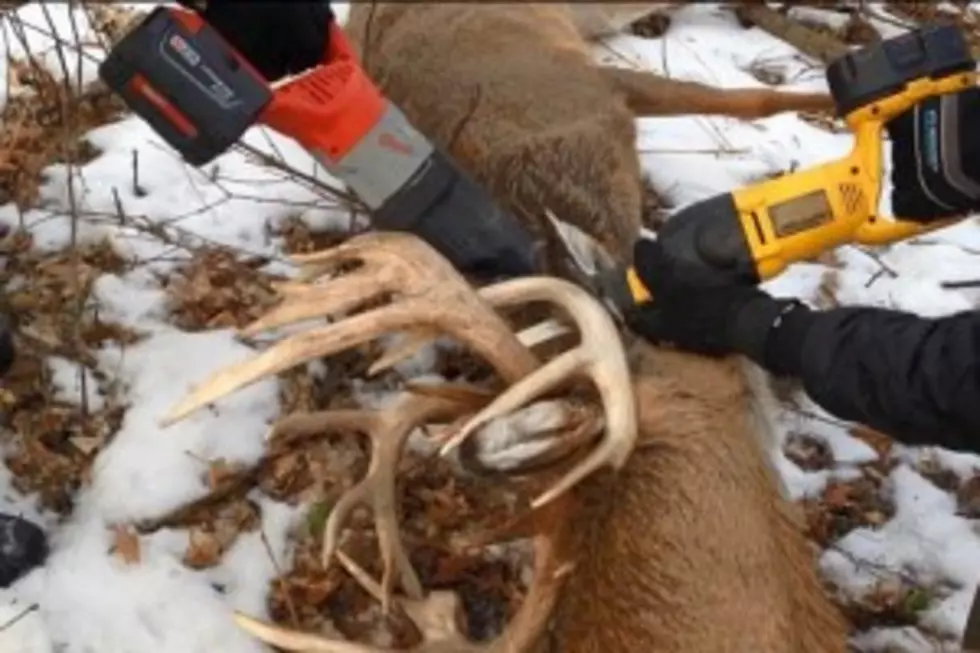 Stun Gun Used to Rescue Tangled Deer