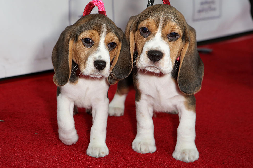 NW Minnesota Authorities Seize 50 Beagles