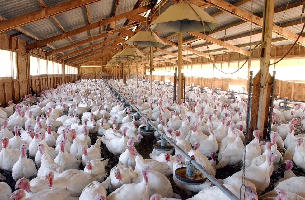 More Than A Million Minnesota Turkeys Affected By Bird Flu