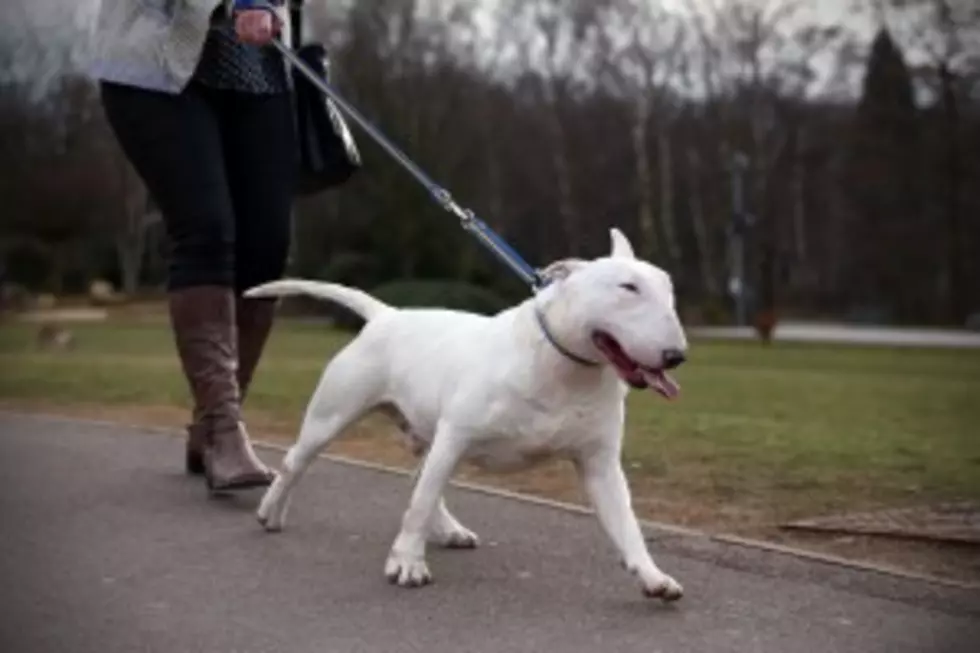 Should Rochester Adopt Leash Law?