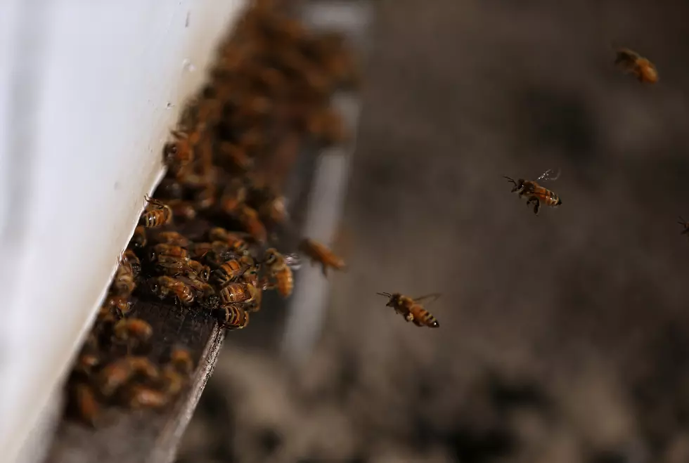Man Stung 100s Of Times In Bee Attack