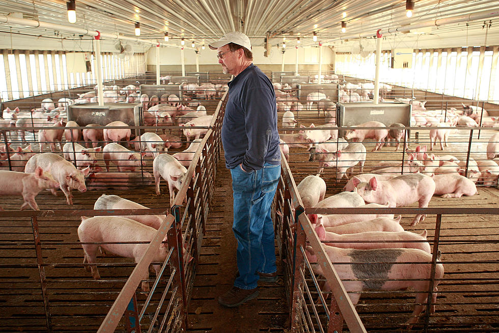 Hog Farm Workers Won’t Be Charged