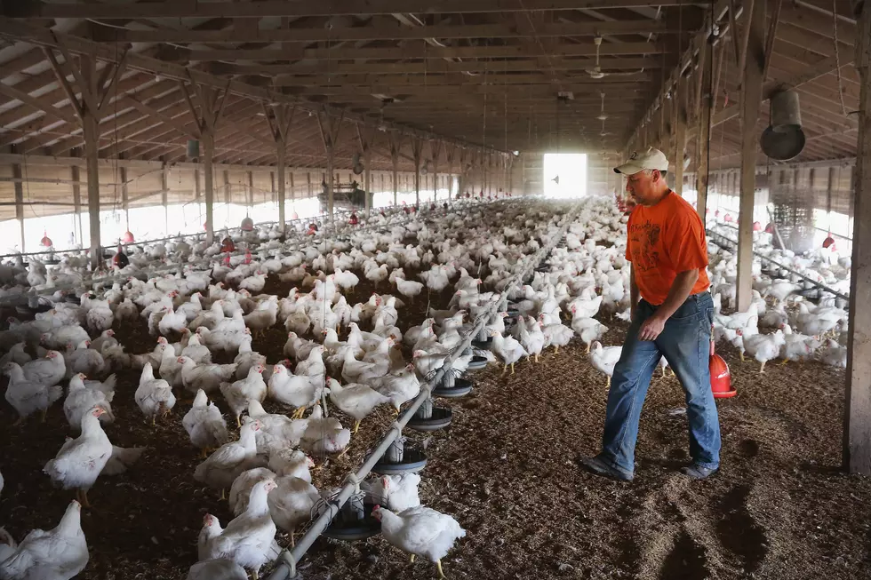 As Bird Flu Winds Down, Farmers Restocking Flocks