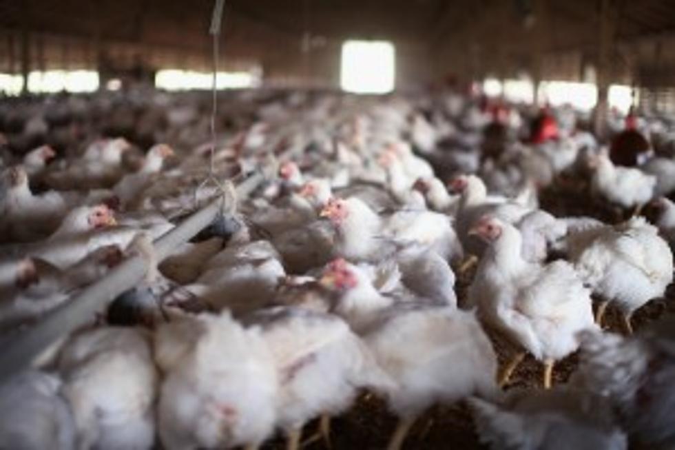 Huge Minnesota Chicken Farm Hit By Avian Flu