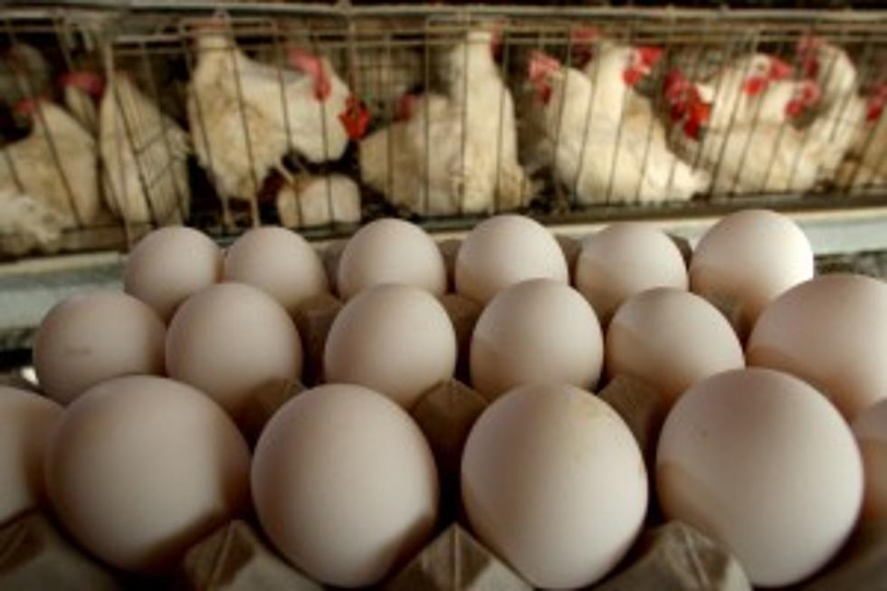 Minnesota Egg Producer Will Kill 2 Million Chickens
