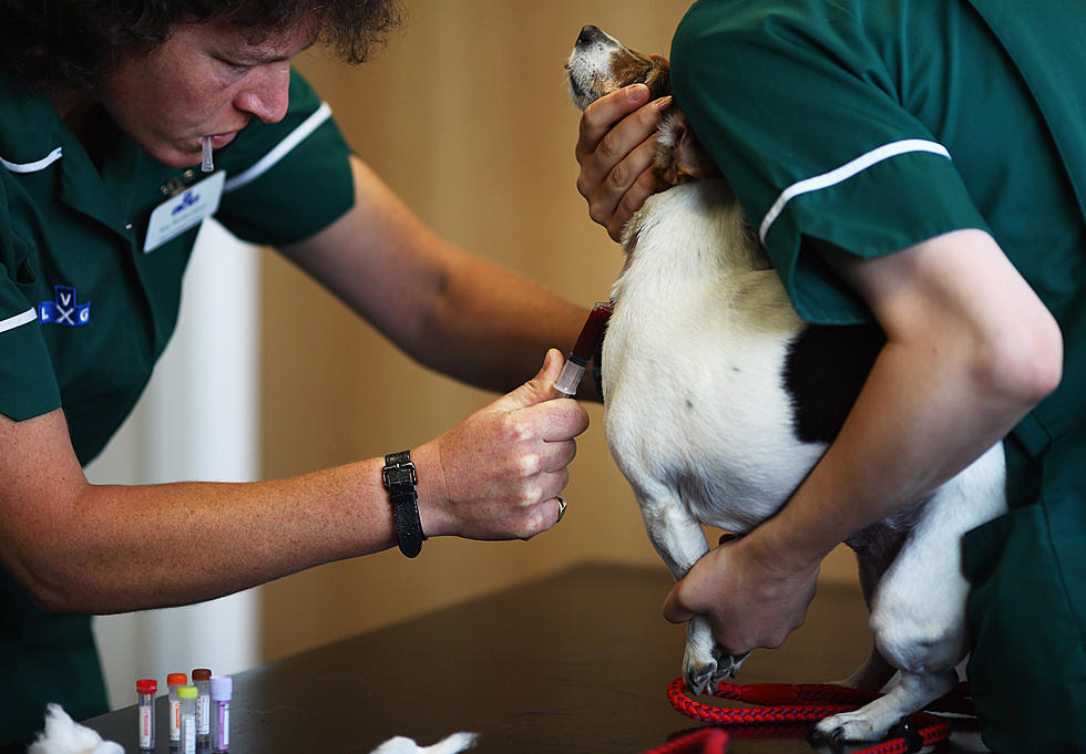 First Confimed Dog Flu Case in Twin Cities