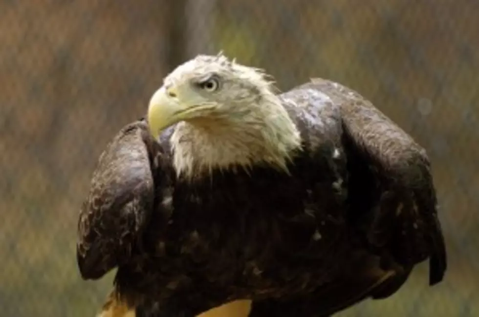 Two Bald Eagles Tangle in Twin Cities Tree