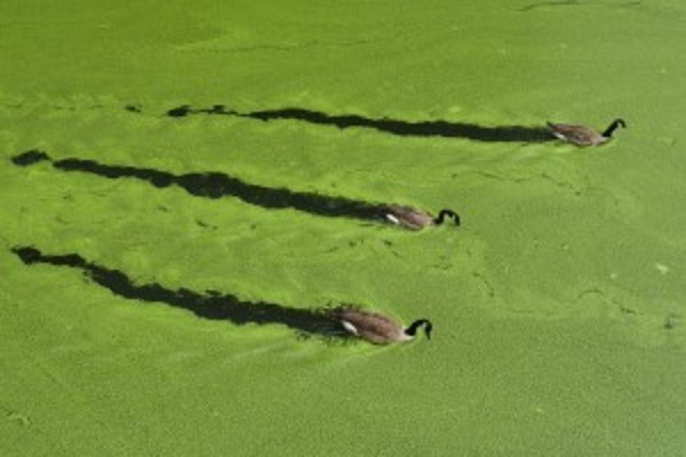 Dog Dies From Toxic Blue-Green Algae In Lake