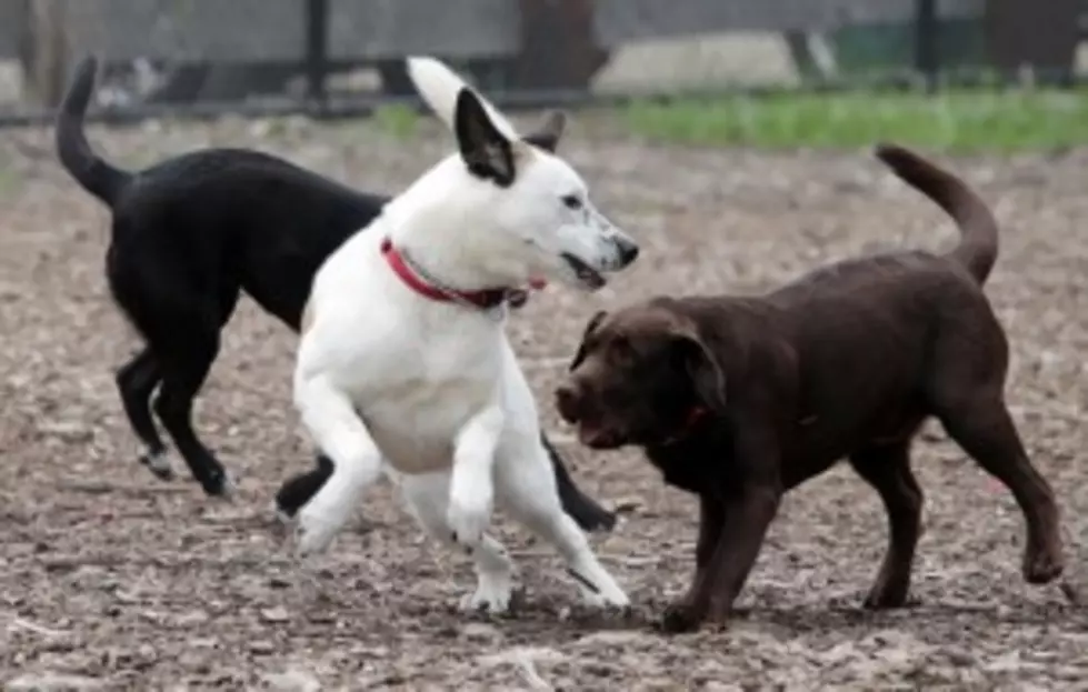 New Dog Park Planned for Rochester