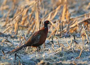It Could be Slim Pickings For Minnesota Pheasant Hunters