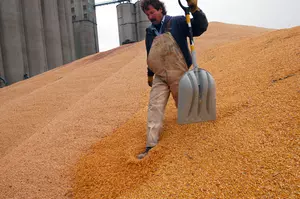 A Record Harvest For Minnesota Farmers