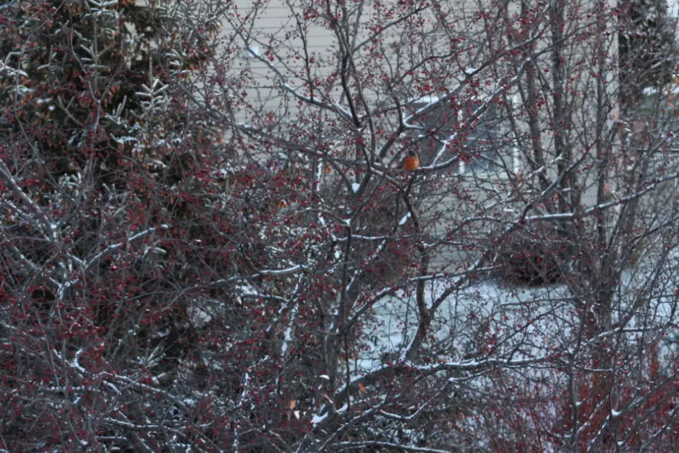 Snow Hits SE Minnesota; Over An Inch At Rochester Airport