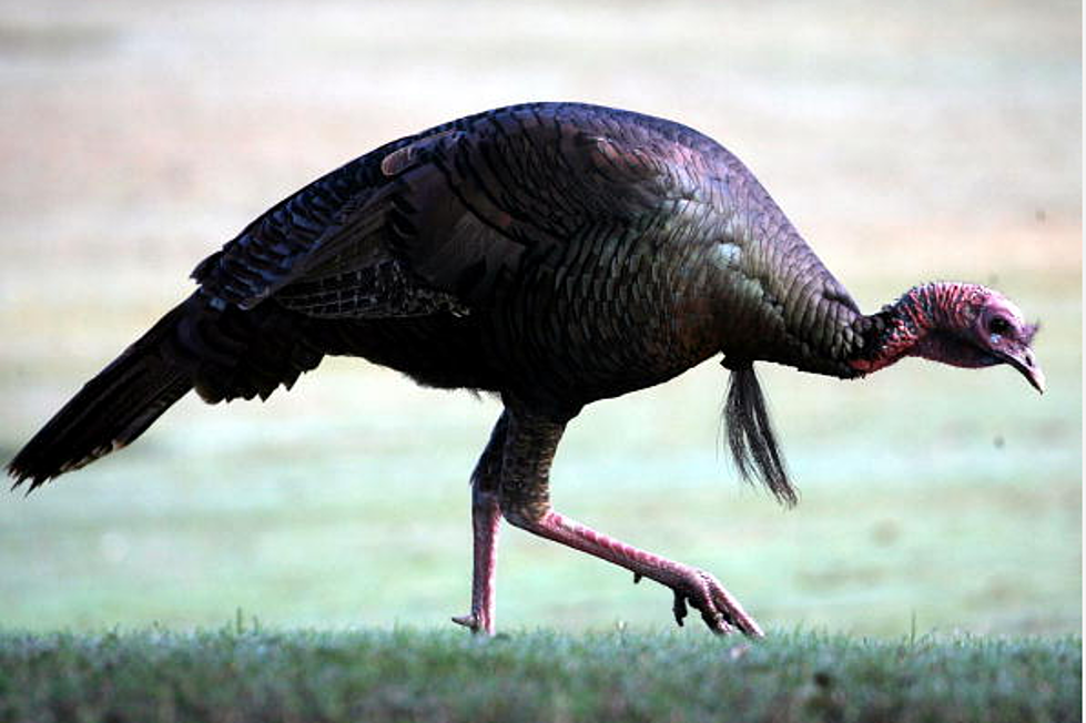 Minnesota Turkey Hunting Season To Expand In 2016