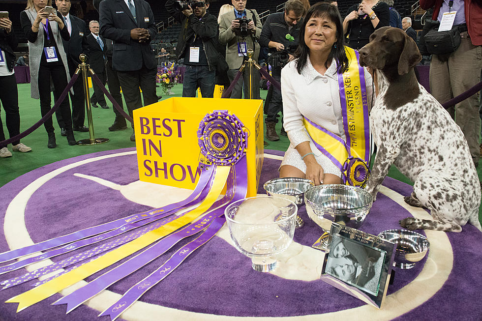 German Shorthaired Wins Westminster Best in Show