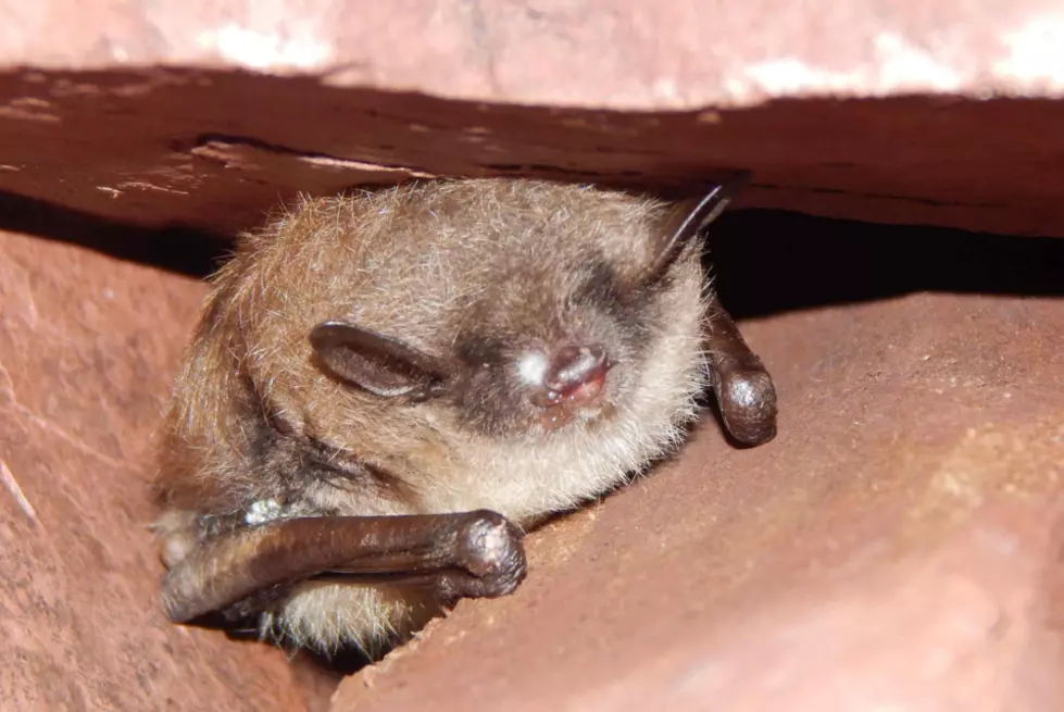 More Minnesota Bats Found Dead