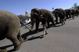 A Final Bow from Ringling&#8217;s Elephants