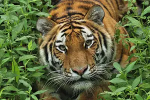 Minnesota Zoo Loses Popular Tiger Following Emergency Surgery
