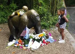 No Charges to Be Filed in Cincinnati Zoo Incident