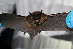 New Bat Found in Minnesota