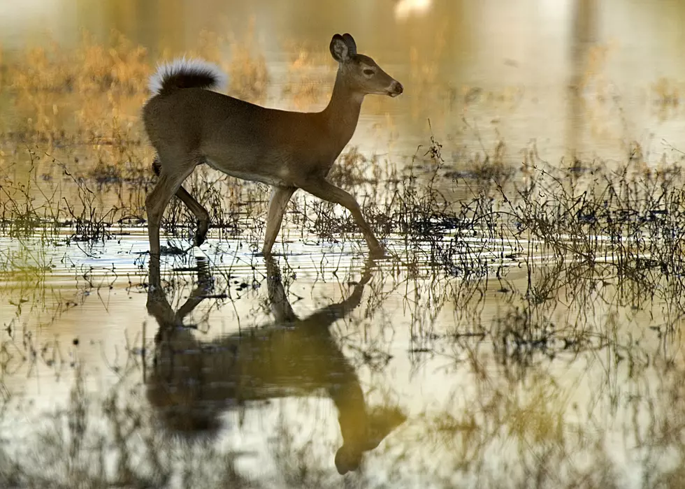 The DNR is Still Wary of Chronic Wasting Disease