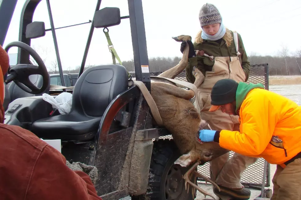 DNR Reports 6th Case of CWD in Preston Area