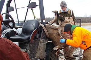 Preliminary Tests ID 7 CWD Infected Deer Near Preston