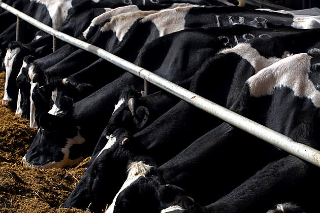 [Listen] Economic Impact of Dairy and Hog Industry and COVID-19