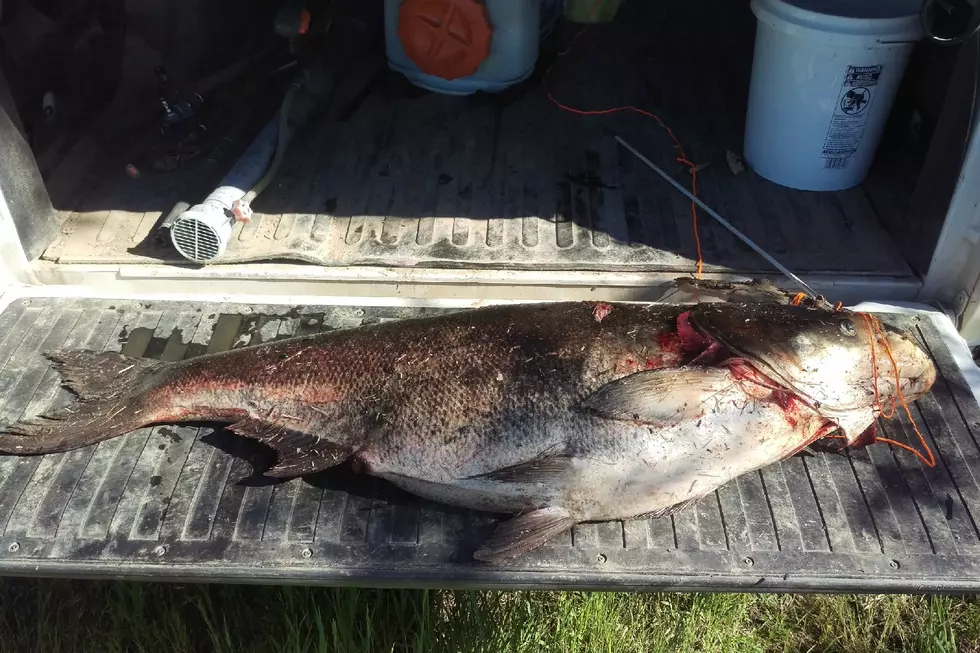 DNR Reports Capture of Record Size Bighead Carp
