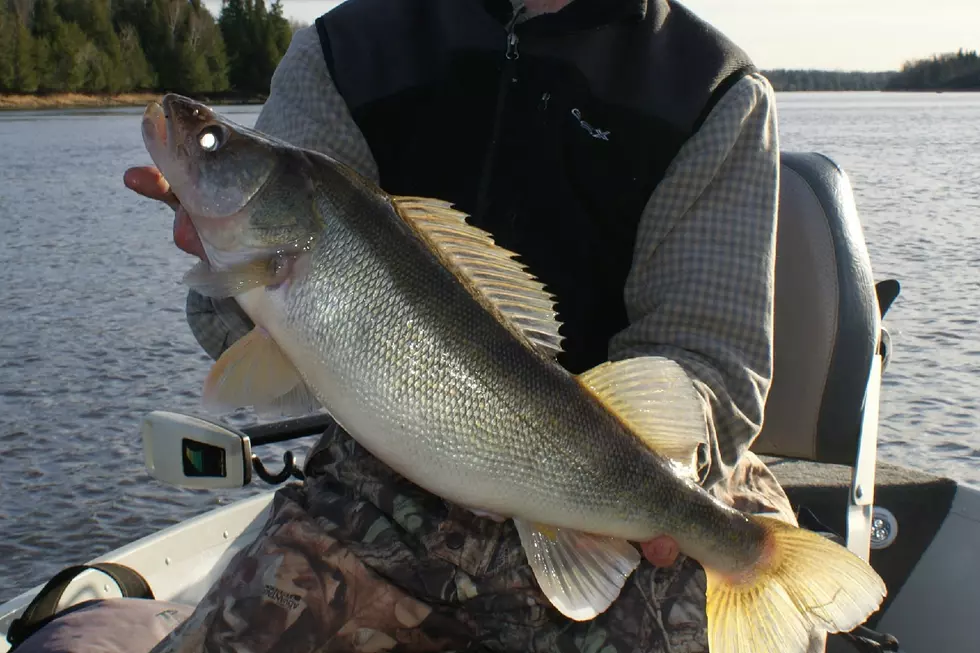 Minnesota DNR to Conduct New Walleye Survey of Mille Lacs