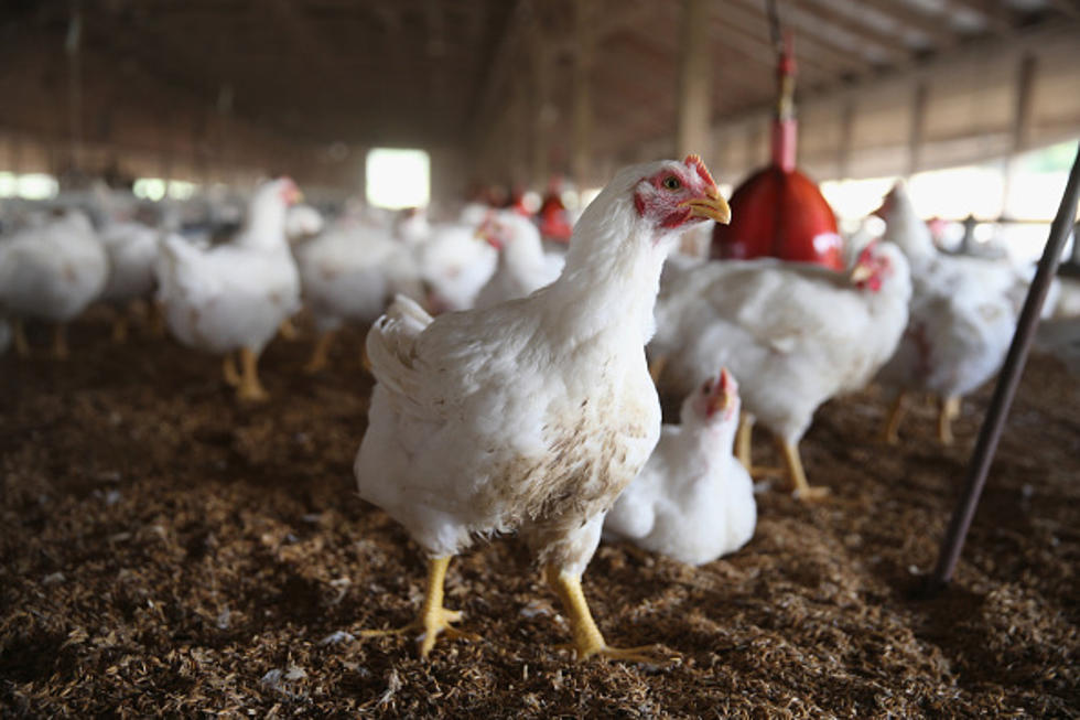 Avian Flu Detected in Le Sueur County Backyard Flock