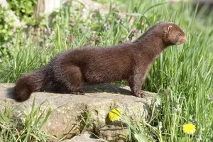 11,000 Mink From Minnesota Pelt Farm Found Alive